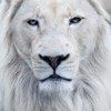 whitelion2020